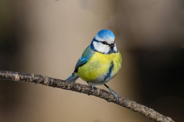 Blue tit (Parus caeruleus) resting on tree branch