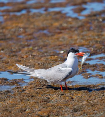 Tuna Deltası Romanya 'da yaygın bir deniz feneri (sterna hirundo). Doğal yaşam ortamında vahşi yaşam