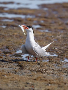 Tuna Deltası Romanya 'da yaygın bir deniz feneri (sterna hirundo). Doğal yaşam ortamında vahşi yaşam