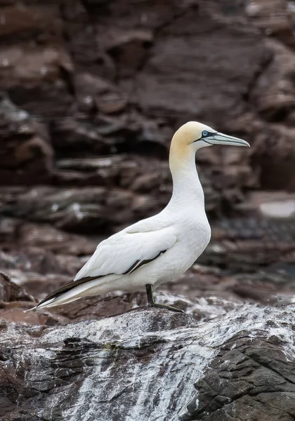 Northern gannet (Morus bassanus) birds colony, Bass Rock,Scotland