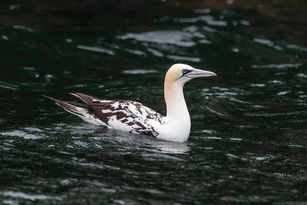 Northern gannet (Morus bassanus) birds colony, Bass Rock,Scotland