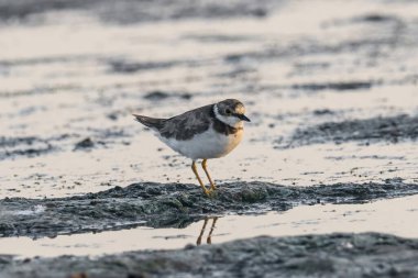 Dunlin veya Calidris Alpina. Bir kuş Dunlin kıyıda yiyecek arıyor.