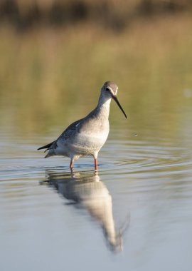 Genel Redshank besleme (Tringa erythropus) bir pon içinde yiyecek arama