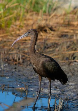 Glossy Ibis (Plegadis falcinellus) 