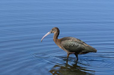 Glossy Ibis (Plegadis falcinellus) 