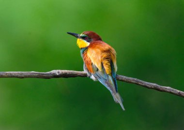 Avrupa Arı Yiyen (Merops apiaster), Üreme Kolonisi yakınlarındaki şubeye tünemiştir. Bu kuş güney Avrupa 'da ve kuzey Afrika ve batı Asya' nın bazı bölgelerinde ürer.