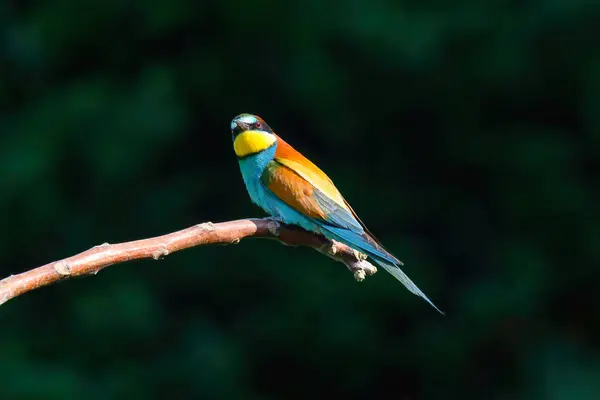 European Bee Eater Merops Apiaster Perched Branch Breeding Colony Bird — Stock Photo, Image