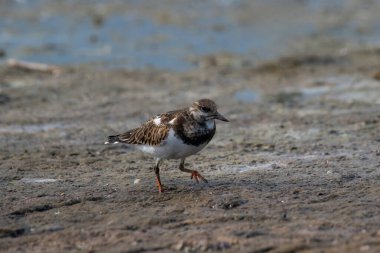 Doğal yaşam alanı içinde kırmızı Turnstone (Arenaria interpres)