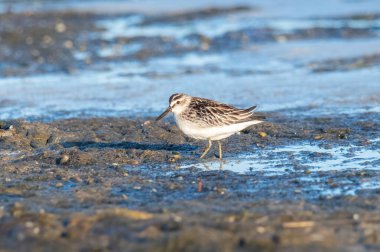 Su üzerinde duran geniş gagalı çulluk (Calidris falcinellus)