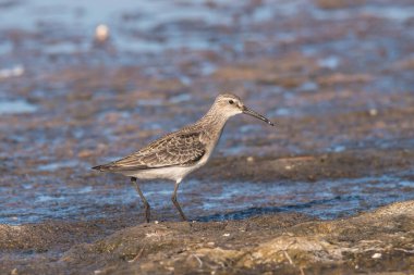 Kızıl kum kuşu - Calidris ferruginea Avrupa'nın geçiş sırasında