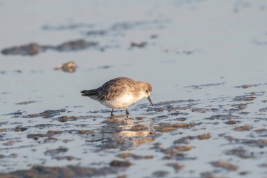 Küçük kuşu (Calidris minuta) çamurlu Sahilde yürüyüş