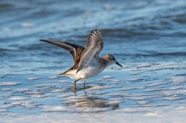 The Little Stint - Calidris Dakika yiyecek arıyor