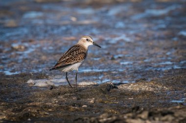 The Little Stint - Calidris Dakika yiyecek arıyor