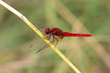 Kırmızı bir yusufçuk (timsah eritraesi) bir levrek üzerinde 