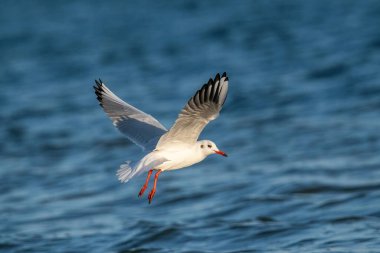 Siyah başlı martı (Chroicocephalus ridibundus) Doğal yaşam ortamında vahşi yaşam