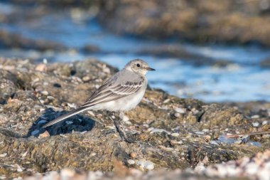 Güzel beyaz kuyruk (Motacilla alba) yakın çekim fotoğrafı)