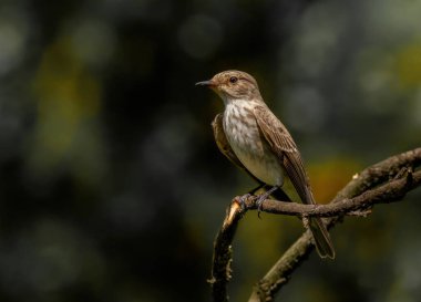 Benekli sinekkapan (Muscicapa striata) Eski Dünya sinekkapan ailesinin küçük kuşu, Avrupa ve batı Asya 'da ürer, göçmen