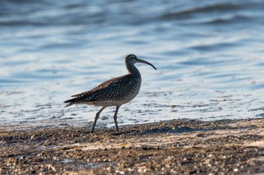 Bir kayanın üzerinde kaprisli bir kuş. Arka planda dikkati dağılmış bir deniz.