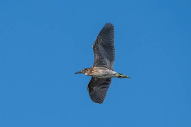 Siyah başlıklı balıkçıl (Nycticorax nycticorax) doğal ortamında