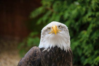 Güney Kel Kartal 'ın yakınında, Haliaeetus leucocephalus.