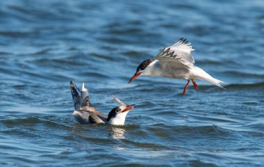 Tuna Deltası Romanya 'daki Ortak Fener' in (sterna hirundo) yakın portresi