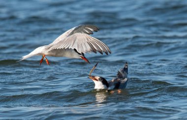 Tuna Deltası Romanya 'daki Ortak Fener' in (sterna hirundo) yakın portresi
