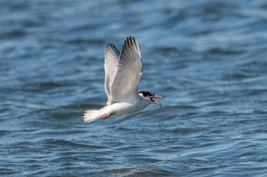 Tuna Deltası Romanya 'daki Ortak Fener' in (sterna hirundo) yakın portresi