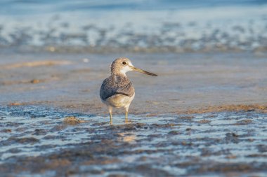 Doğada yaygın yeşillik (Tringa nebularia) manzarası.