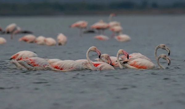 Der Große Flamingo Phoenicopterus Roseus Ist Die Weitesten Verbreitete Art — Stockfoto