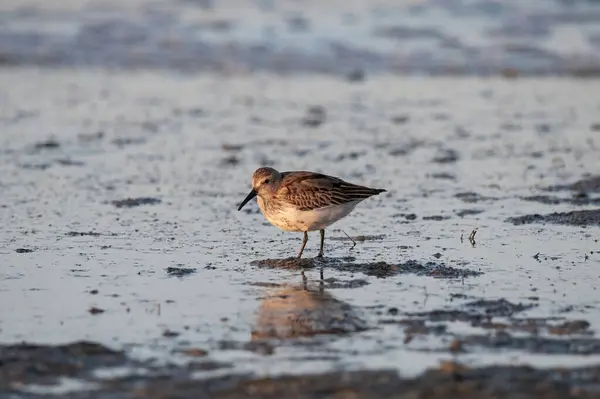 Dunlin veya Calidris Alpina. Bir kuş Dunlin kıyıda yiyecek arıyor.