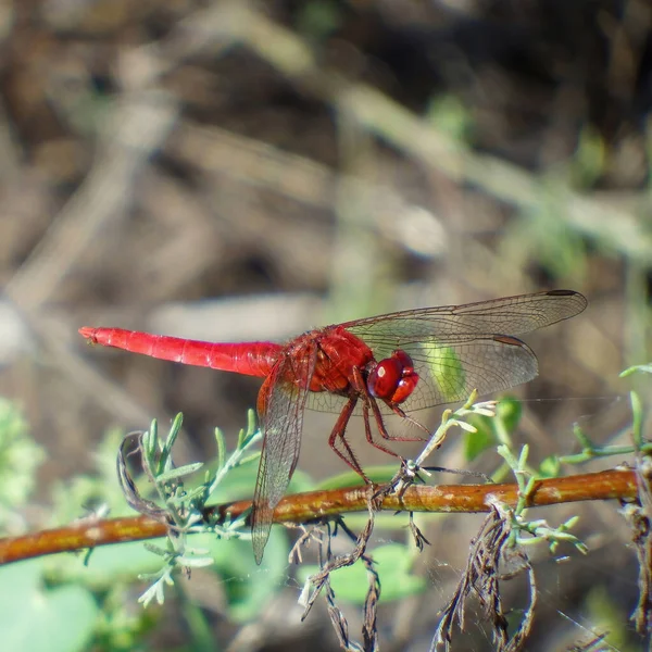 Scarlet Dragonfly Crocothemis Erythraea Perch — Stock Photo, Image