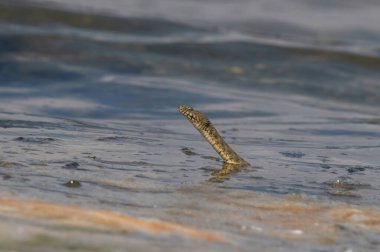 Zar yılanı Natrix Tessellata, Karadeniz 'de deniz tabanında küçük balıkları avlayan bir su yılanı.