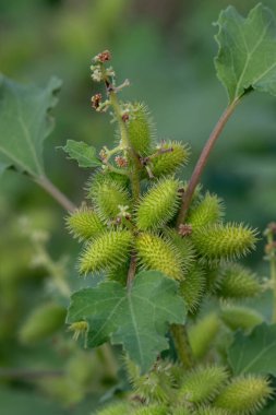 Xanthium (L. Xanthium) şifalı bir bitki olarak kullanılır. Bunlar onun tohum sepetleri