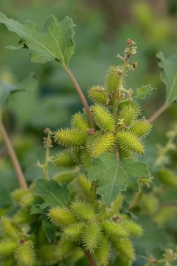 Xanthium (L. Xanthium) şifalı bir bitki olarak kullanılır. Bunlar onun tohum sepetleri