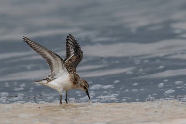 The Little Stint - Calidris Dakika yiyecek arıyor