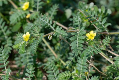 Tribulus terrestris, Caltrop familyasına (Zygophyllaceae) ait ve dünya çapında yaygın olarak dağıtılan bir bitki türü.