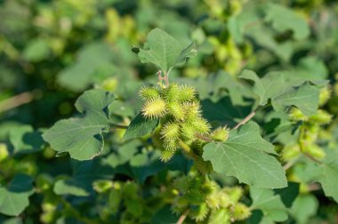 Xanthium (L. Xanthium) şifalı bir bitki olarak kullanılır. Bunlar onun tohum sepetleri