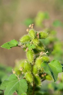 Xanthium (L. Xanthium) şifalı bir bitki olarak kullanılır. Bunlar onun tohum sepetleri