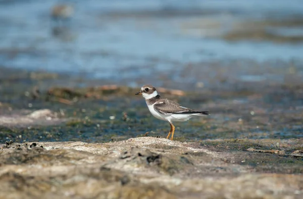 Ringed Plover Comum Charadius Hiaticula Forrageando Longo Costa Lamacenta — Fotografia de Stock