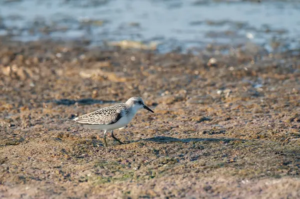 Calidris alba - Sanderling - migratory bird standing at the beach near the water