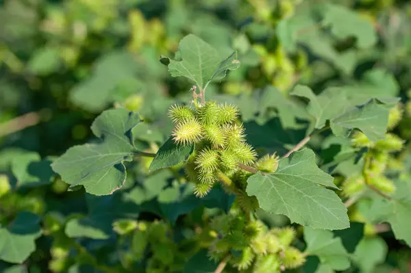 Xanthium (L. Xanthium) şifalı bir bitki olarak kullanılır. Bunlar onun tohum sepetleri