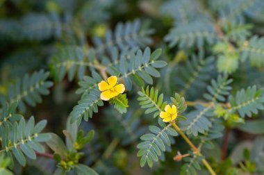 Tribulus terrestris, Caltrop familyasına (Zygophyllaceae) ait ve dünya çapında yaygın olarak dağıtılan bir bitki türü.
