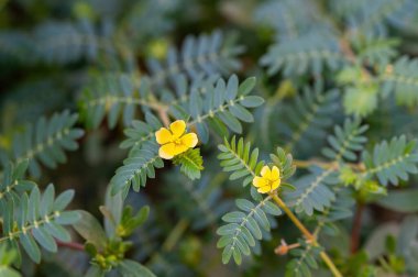 Tribulus terrestris is an annual plant in the caltrop family (Zygophyllaceae) widely distributed around the world, that is adapted to grow in dry climate locations in which few other plants can survive clipart