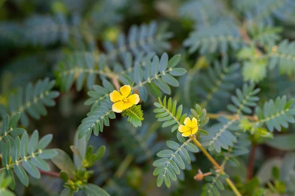 Tribulus terrestris, Caltrop familyasına (Zygophyllaceae) ait ve dünya çapında yaygın olarak dağıtılan bir bitki türü.