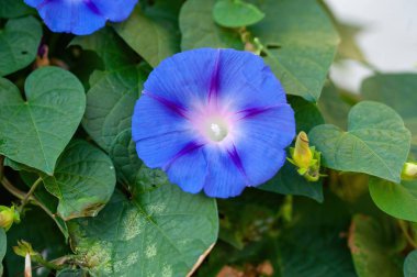 Mor çan çiçeğinin çiçekleri, Ipomoea purpurea