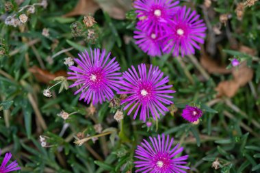 Lampranthus spektabilis Aurantiacus çiçekleri, Tenerife, Kanarya Adaları, İspanya