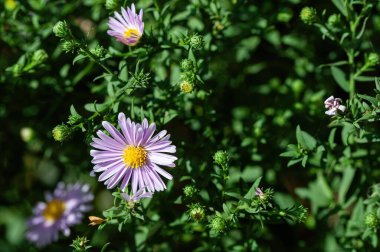İtalyan Asters mor çiçekler, Michaelmas Papatya (Aster Amellus), İtalyan Starwort olarak bilinen, Sonbahar Aster, bahçebüyüyen menekşe çiçeği.
