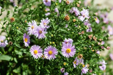 İtalyan Asters mor çiçekler, Michaelmas Papatya (Aster Amellus), İtalyan Starwort olarak bilinen, Sonbahar Aster, bahçebüyüyen menekşe çiçeği.
