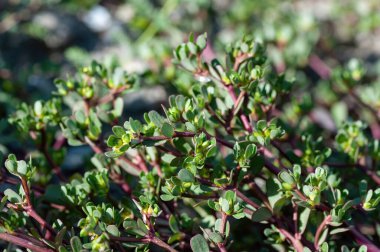 Bahçedeki Portulaca oleracea bitkisinin yakın çekimi. Portekiz kavramının faydaları