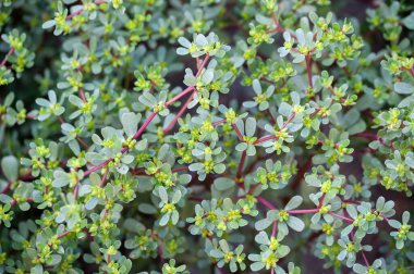 Bahçedeki Portulaca oleracea bitkisinin yakın çekimi. Portekiz kavramının faydaları